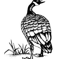Graphic logo of the Canadian goose
