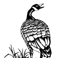 Graphic logo of the Canadian goose